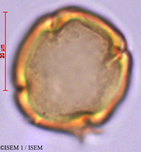 Ruagea pubescens - lame n° 29352